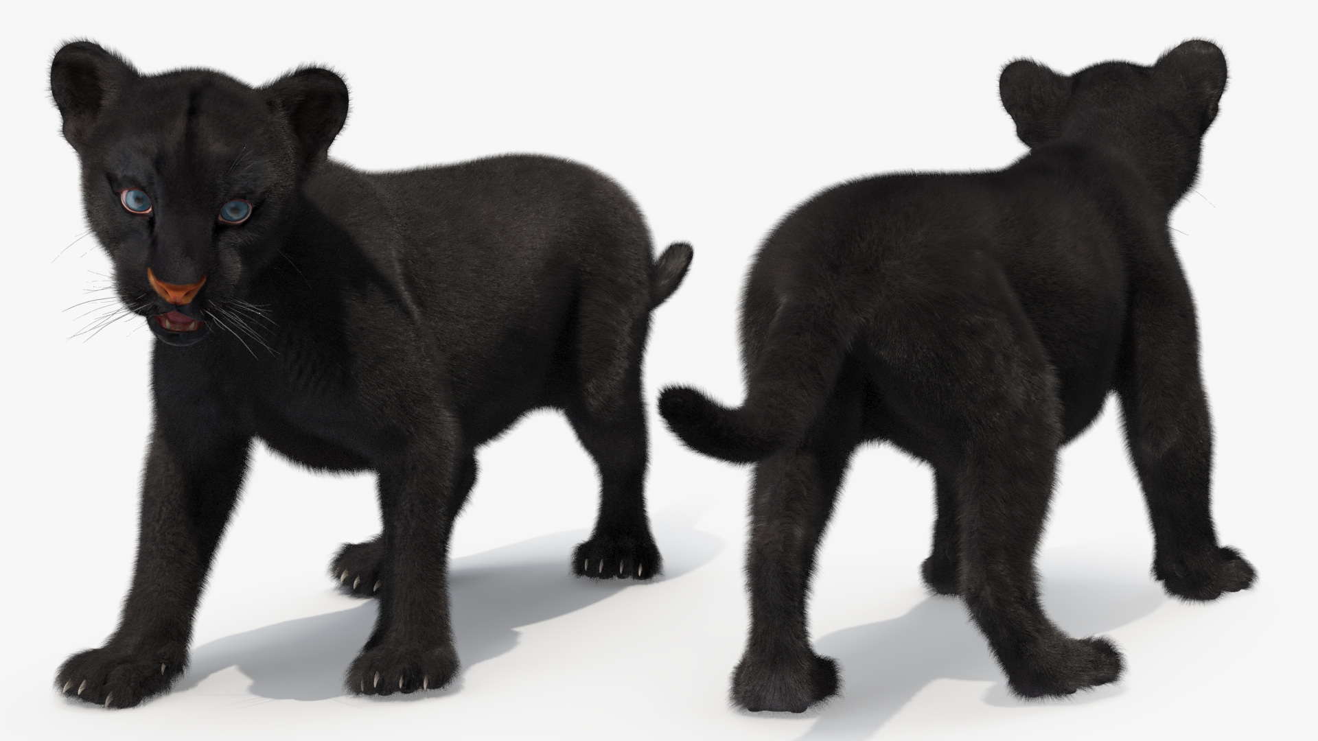 3D Baby Black Panther Cub Fur