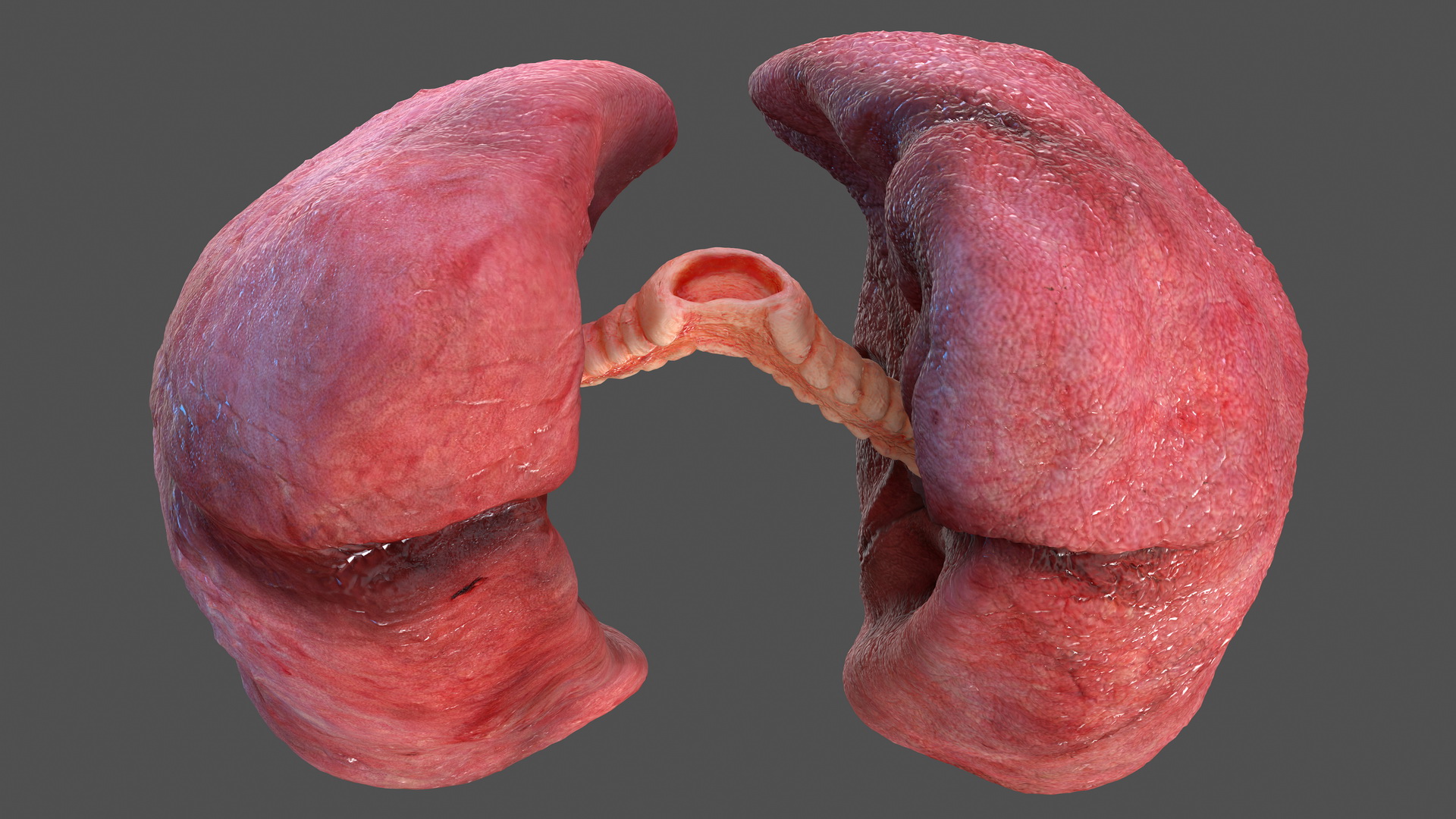 Human Respiratory System 3D model