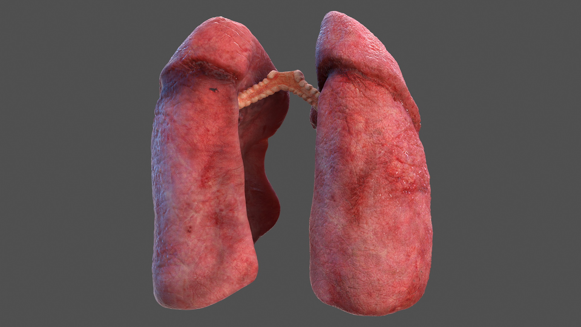 Human Respiratory System 3D model