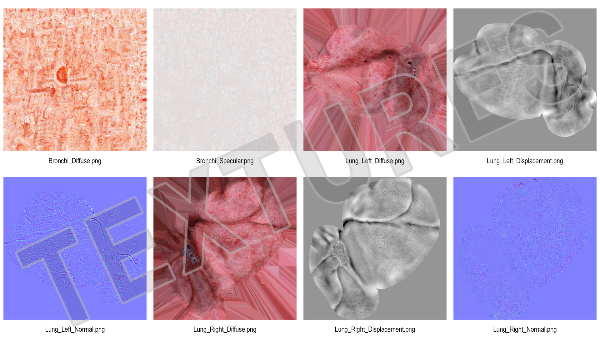 Human Respiratory System 3D model