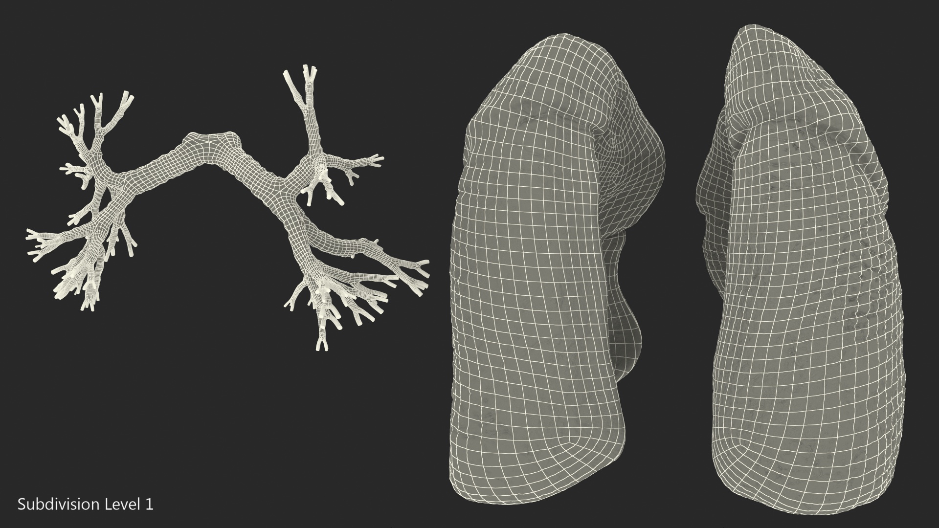 Human Respiratory System 3D model