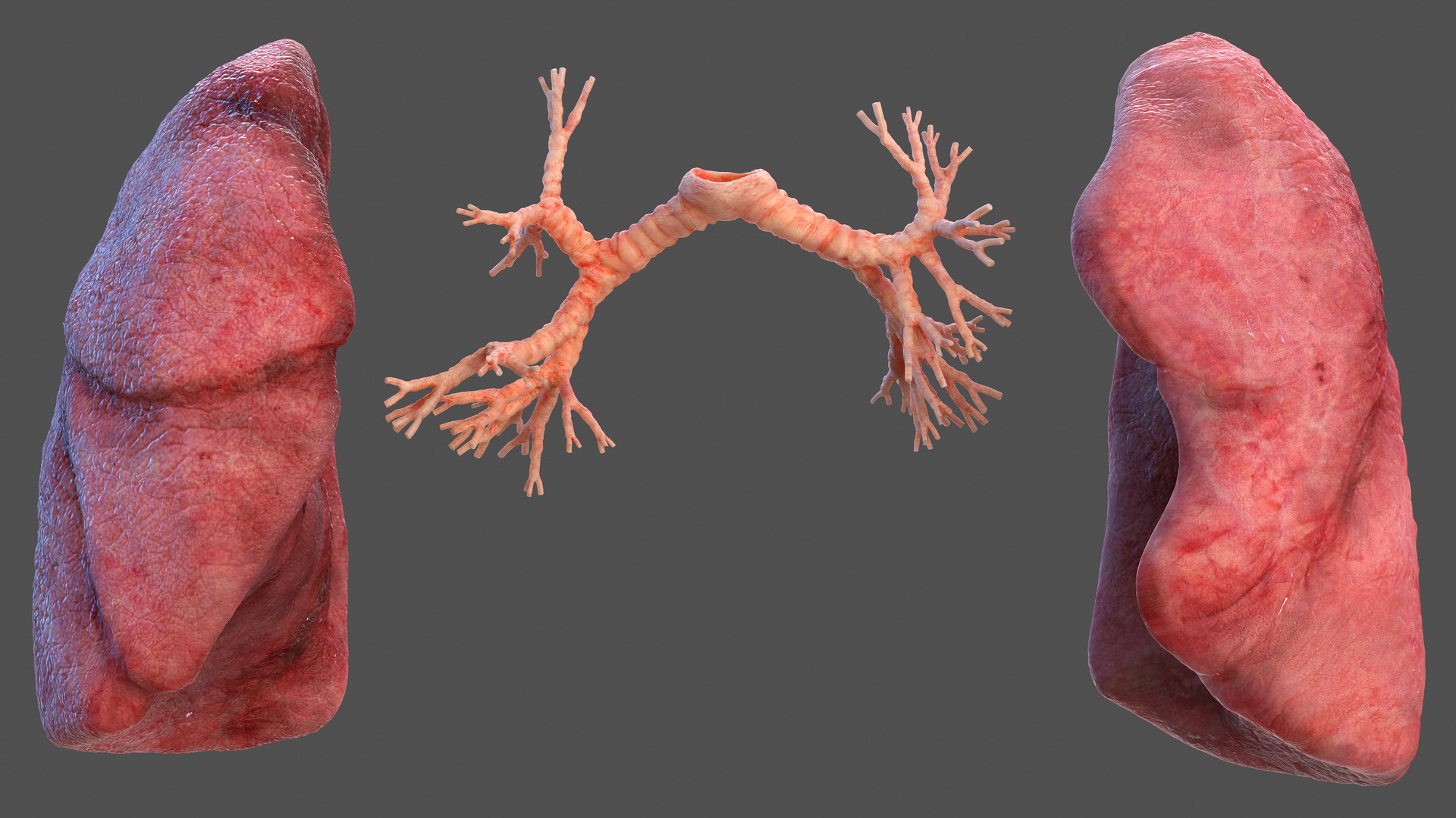 Human Respiratory System 3D model