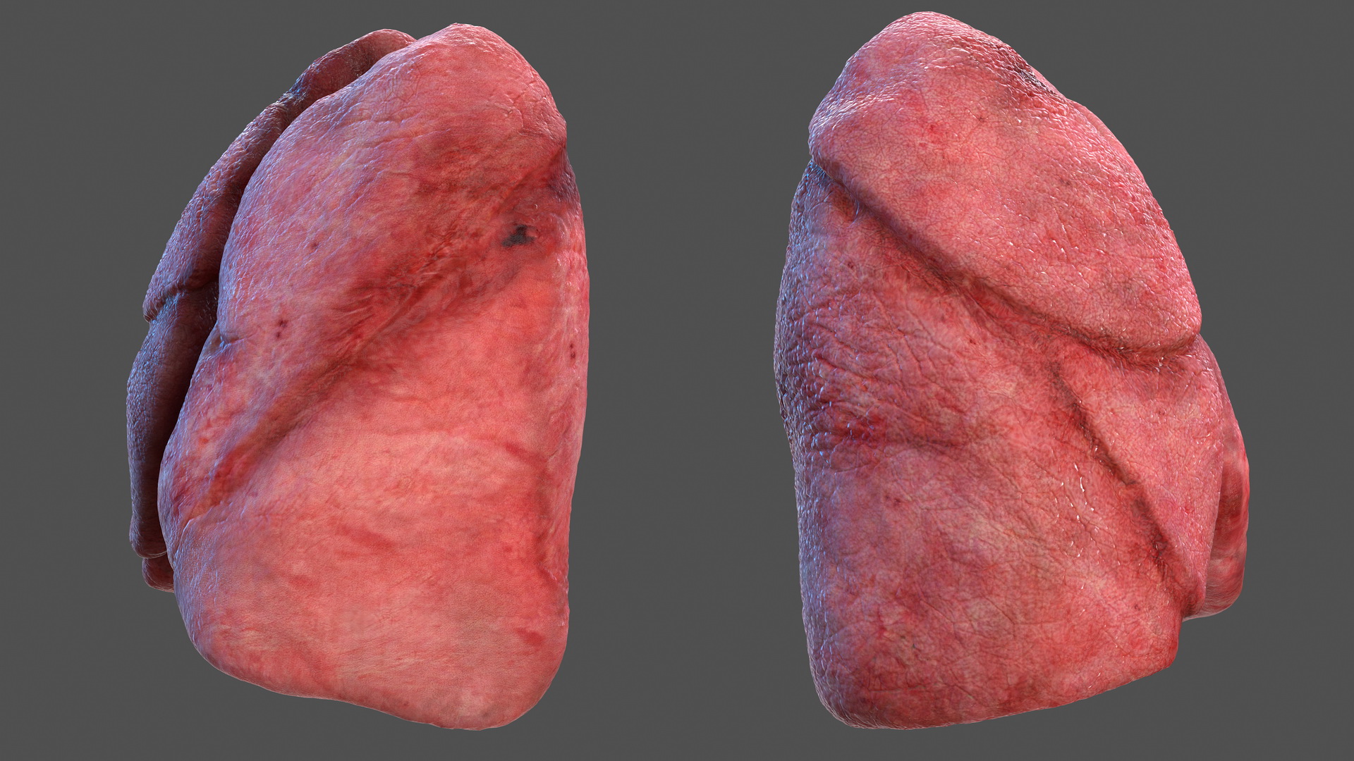 Human Respiratory System 3D model