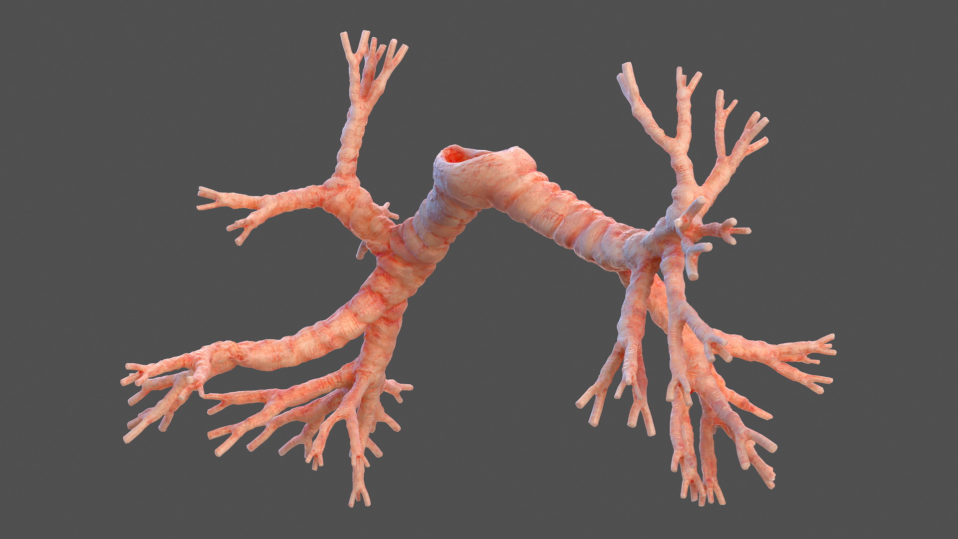 Human Respiratory System 3D model