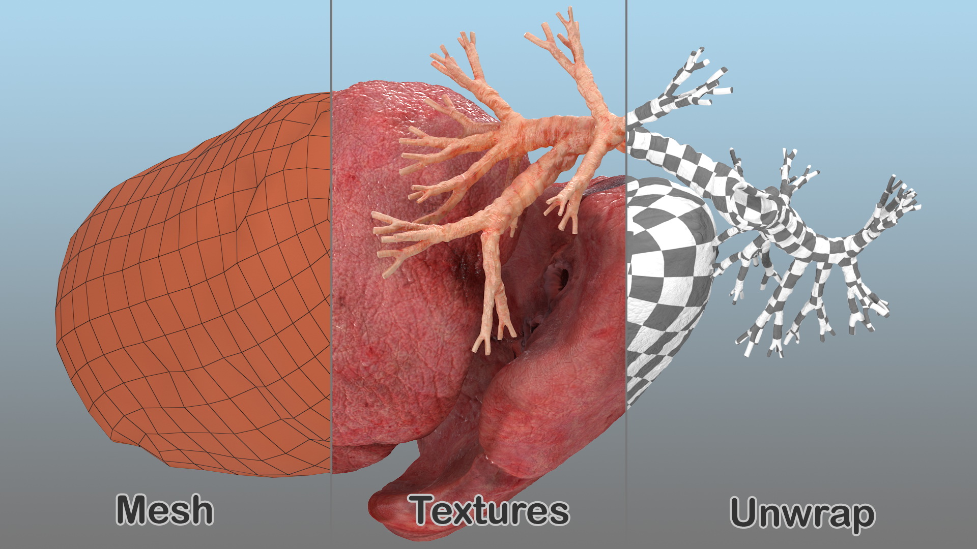 Human Respiratory System 3D model