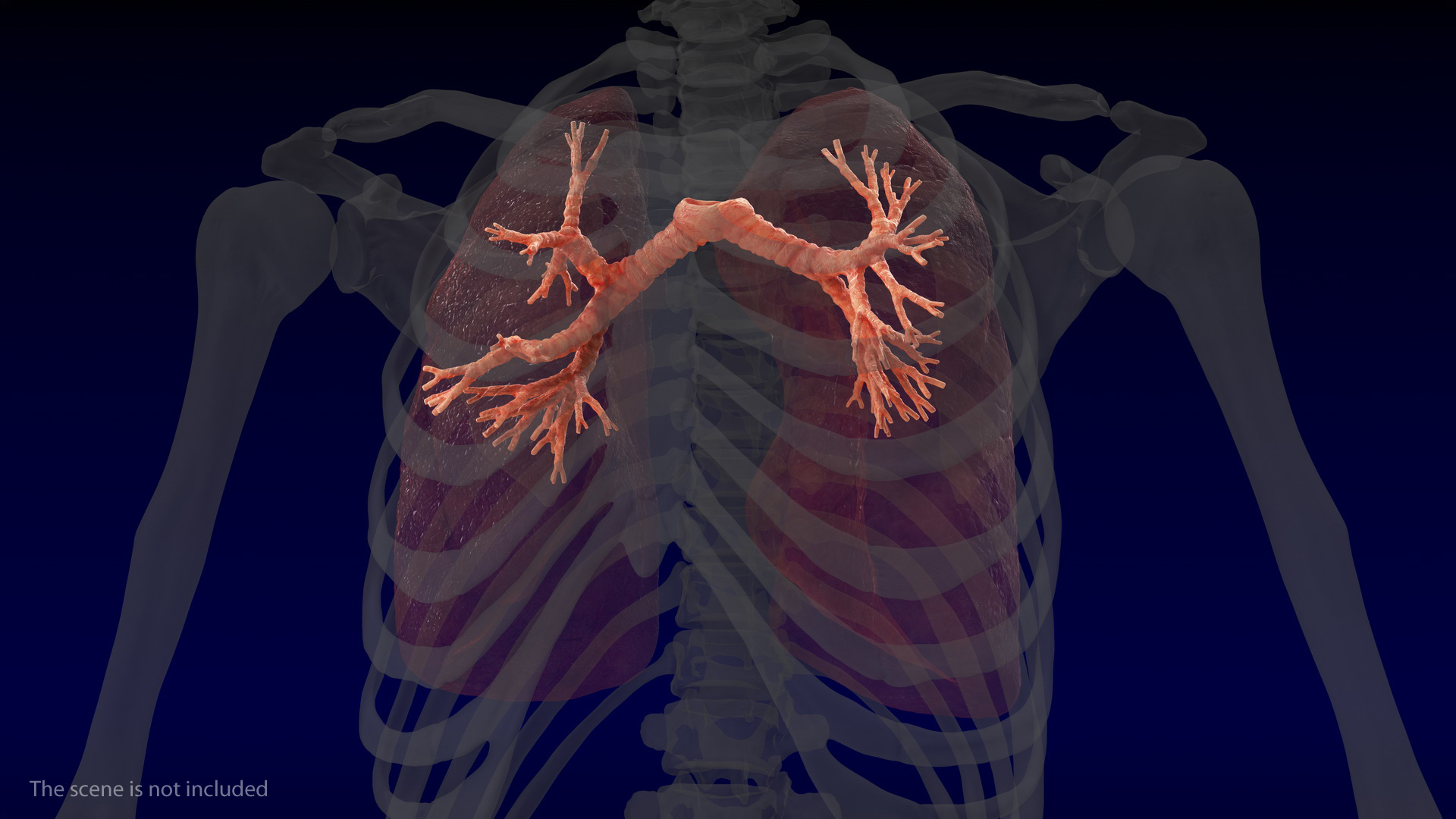 Human Respiratory System 3D model