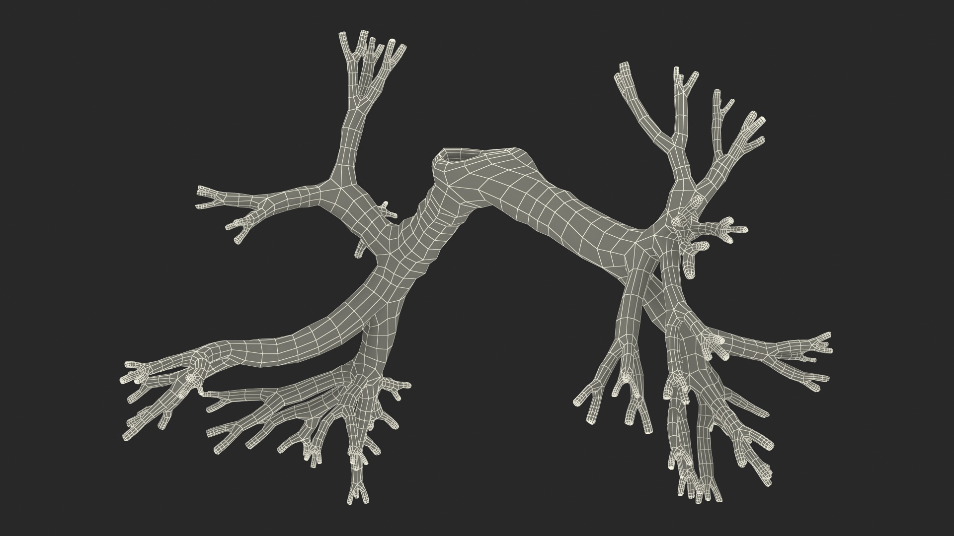 Human Respiratory System 3D model