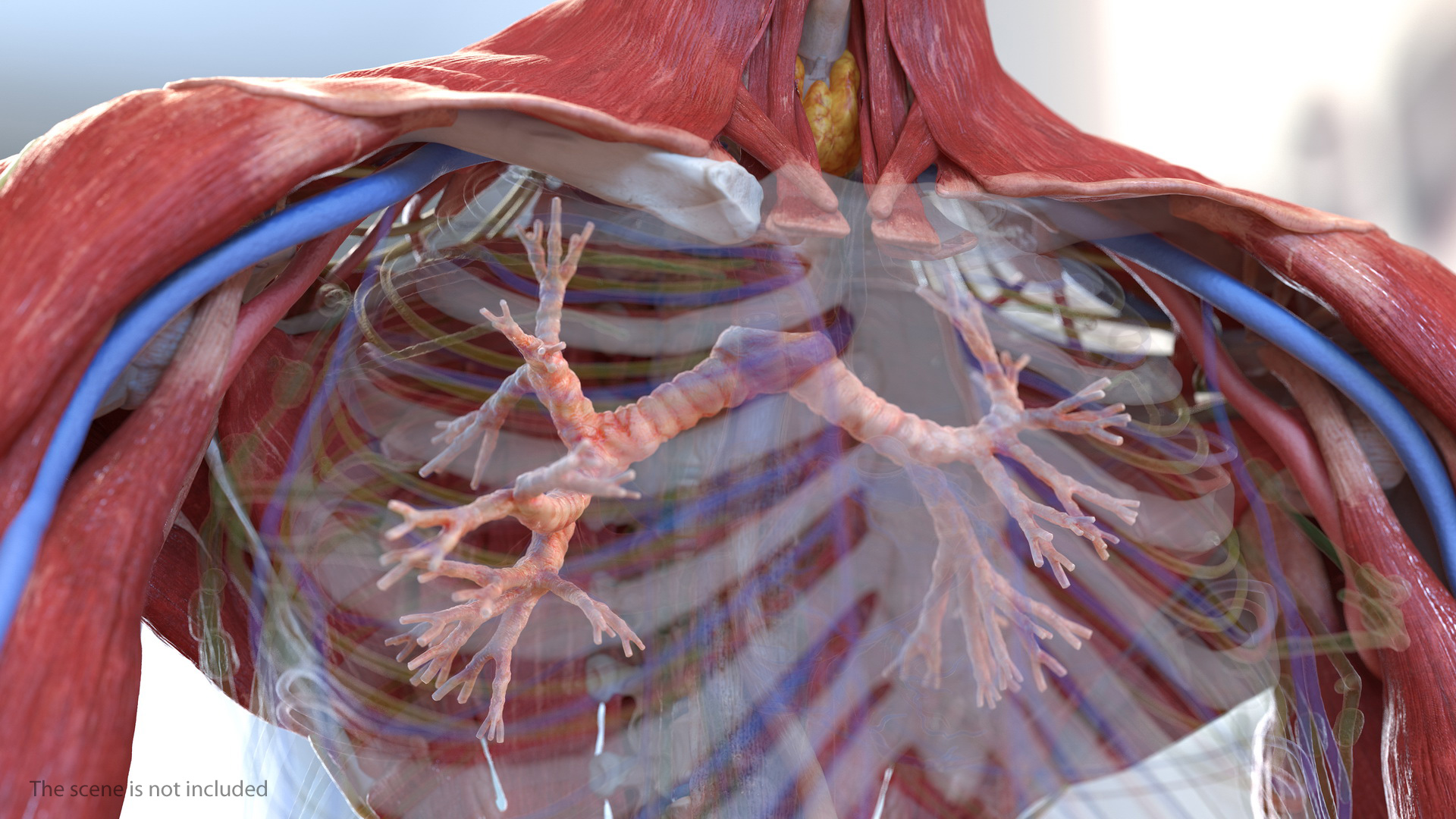 Human Respiratory System 3D model