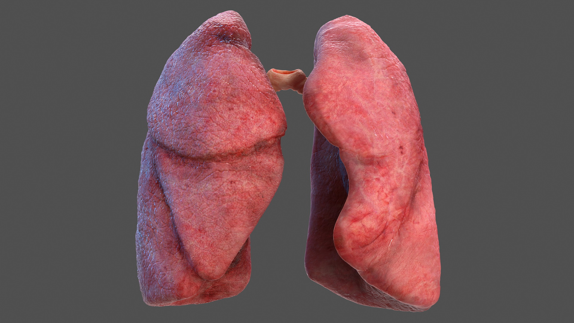 Human Respiratory System 3D model