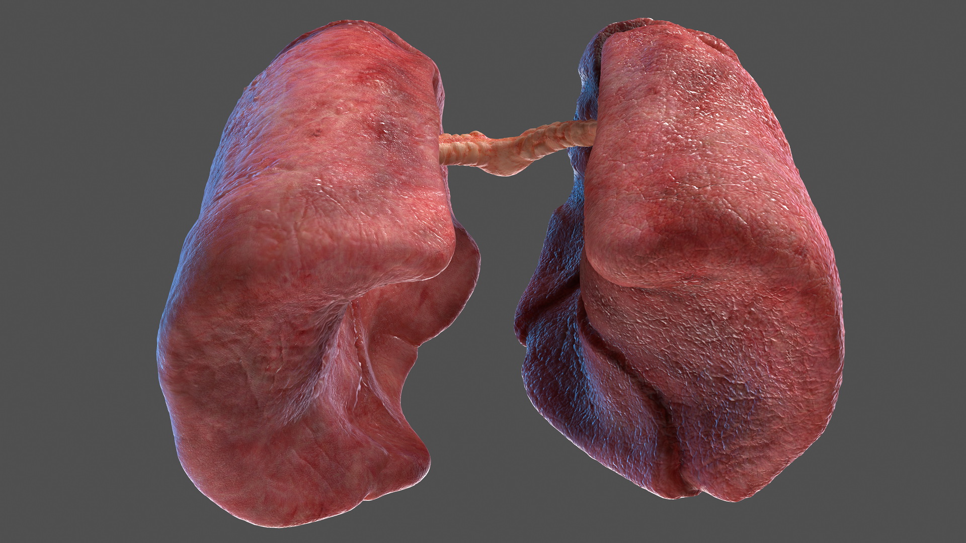 Human Respiratory System 3D model