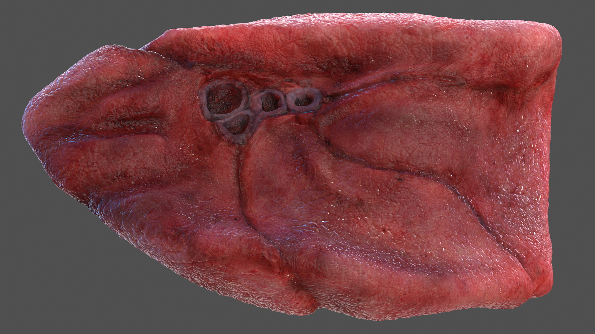 Human Respiratory System 3D model