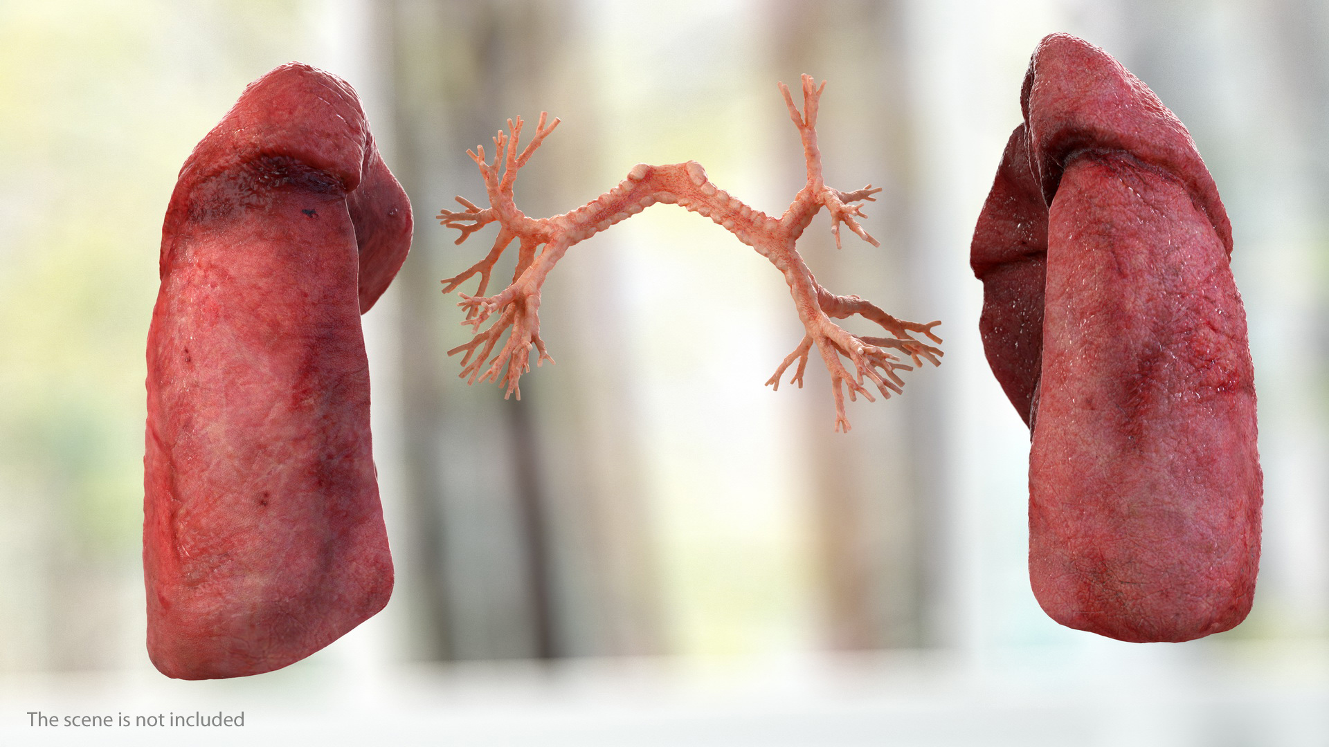 Human Respiratory System 3D model