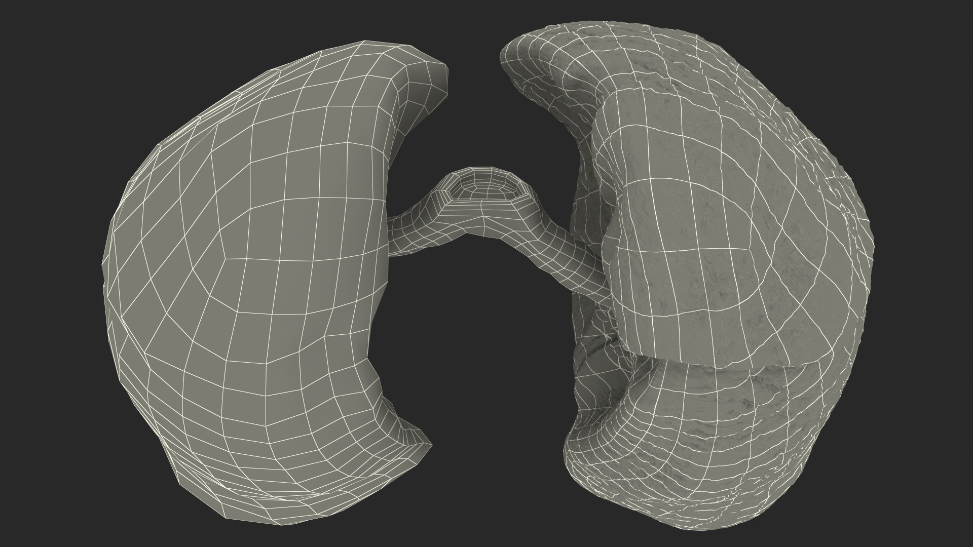 Human Respiratory System 3D model