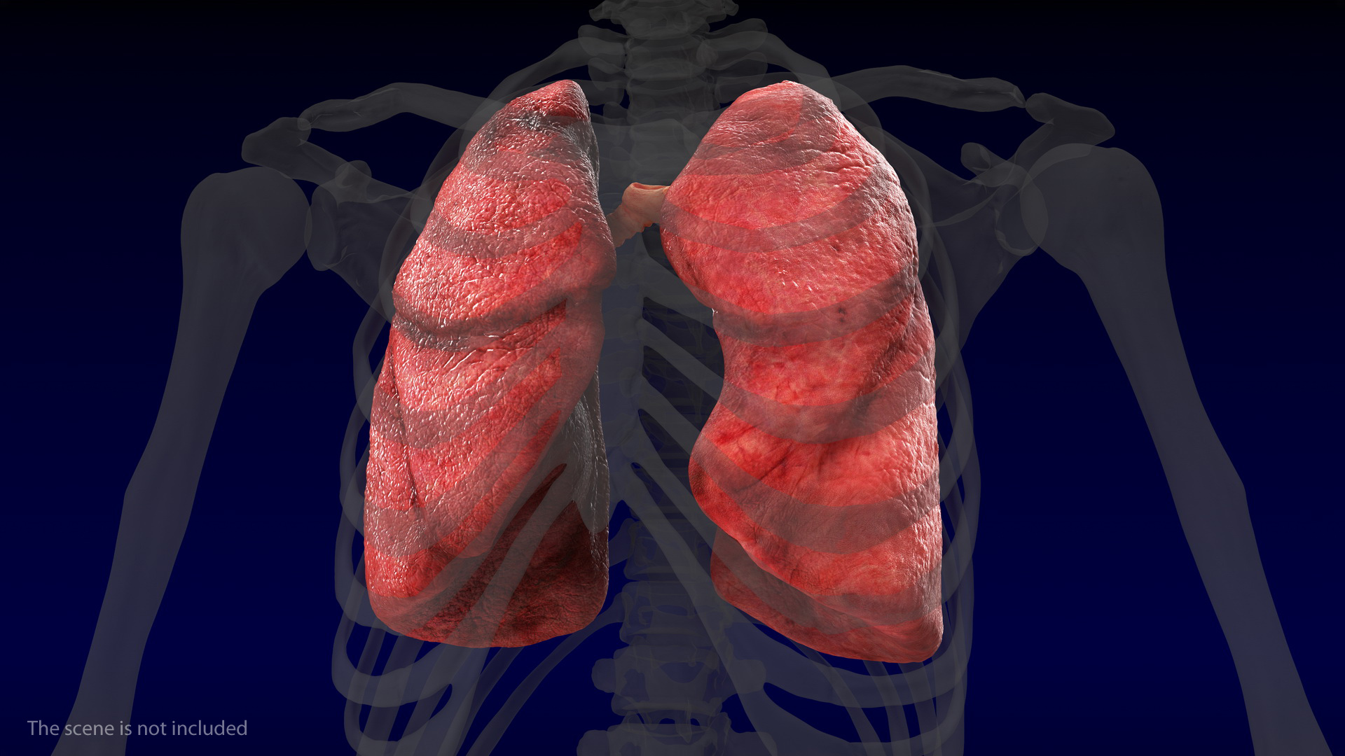 Human Respiratory System 3D model