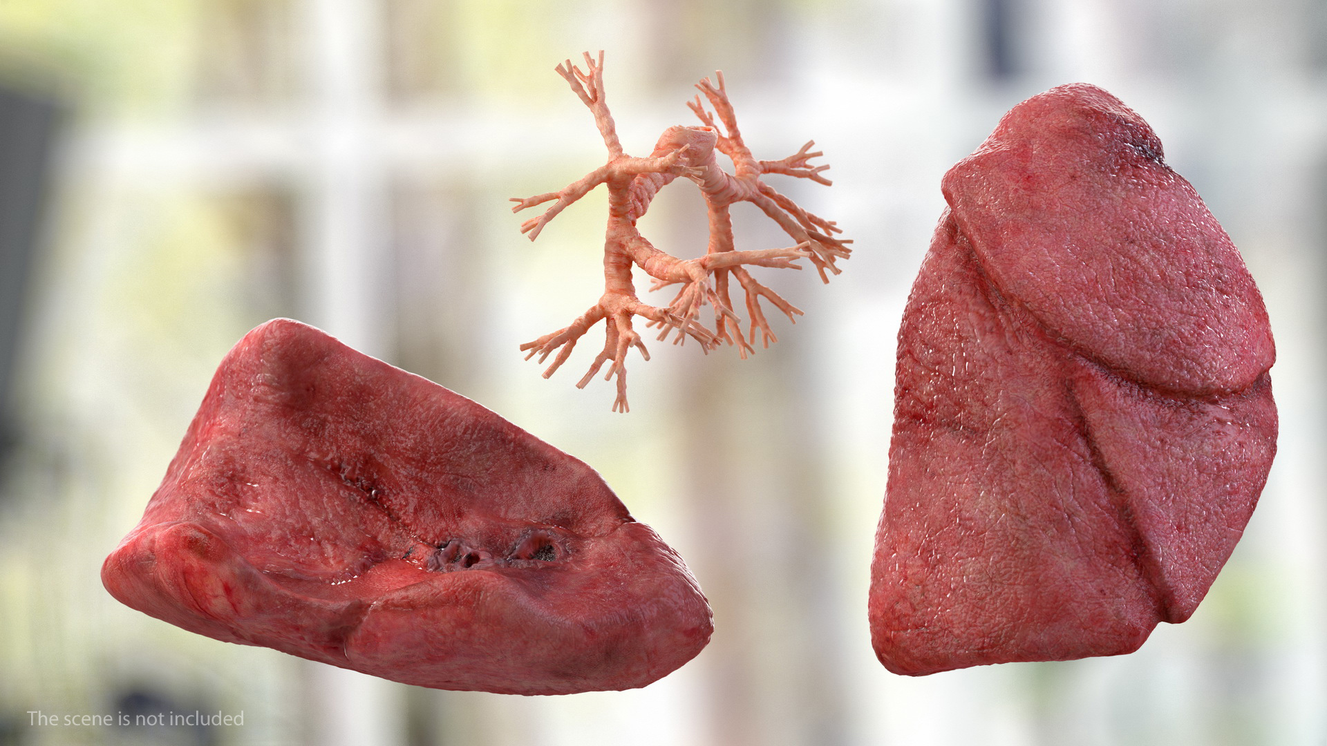 Human Respiratory System 3D model