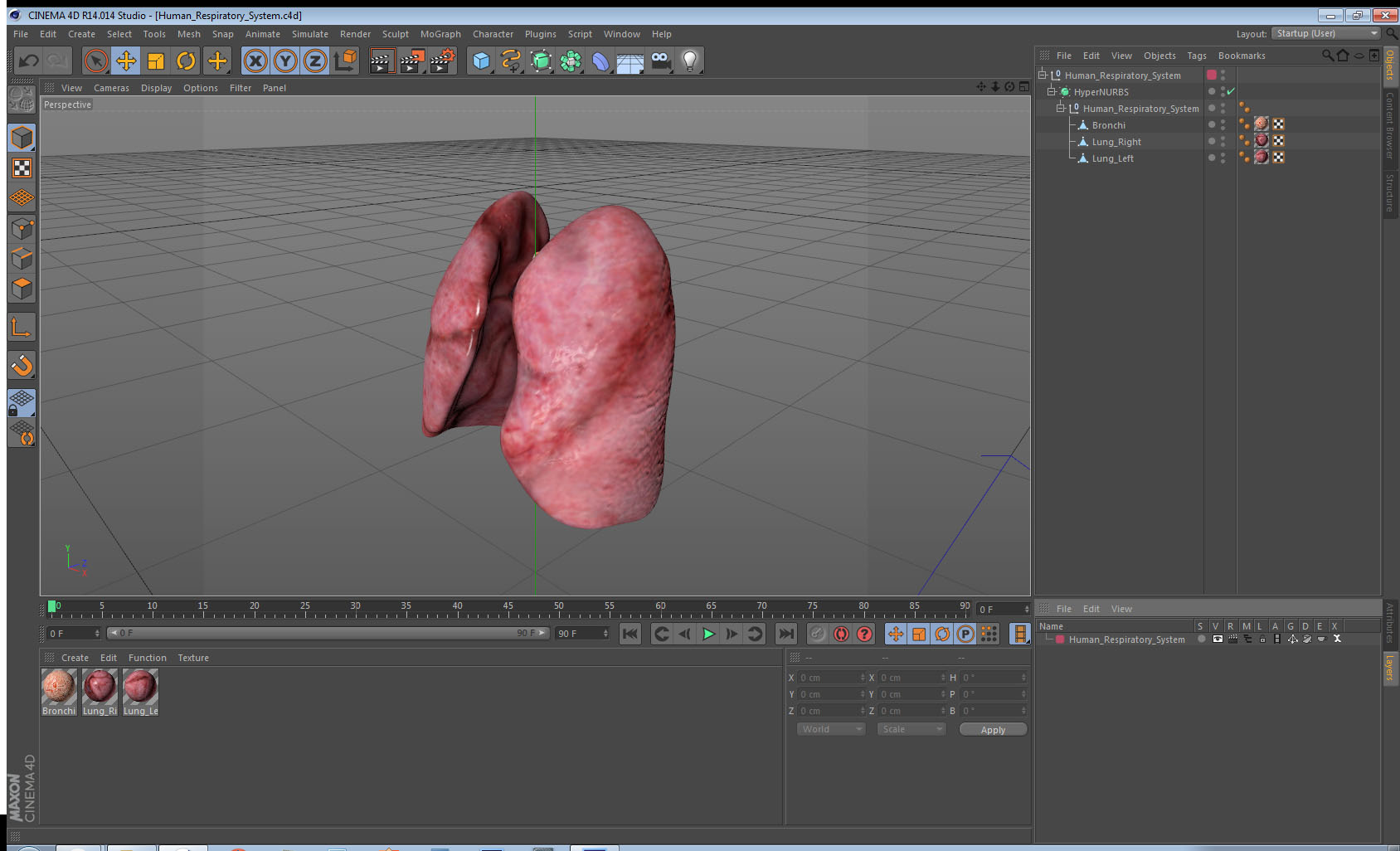 Human Respiratory System 3D model