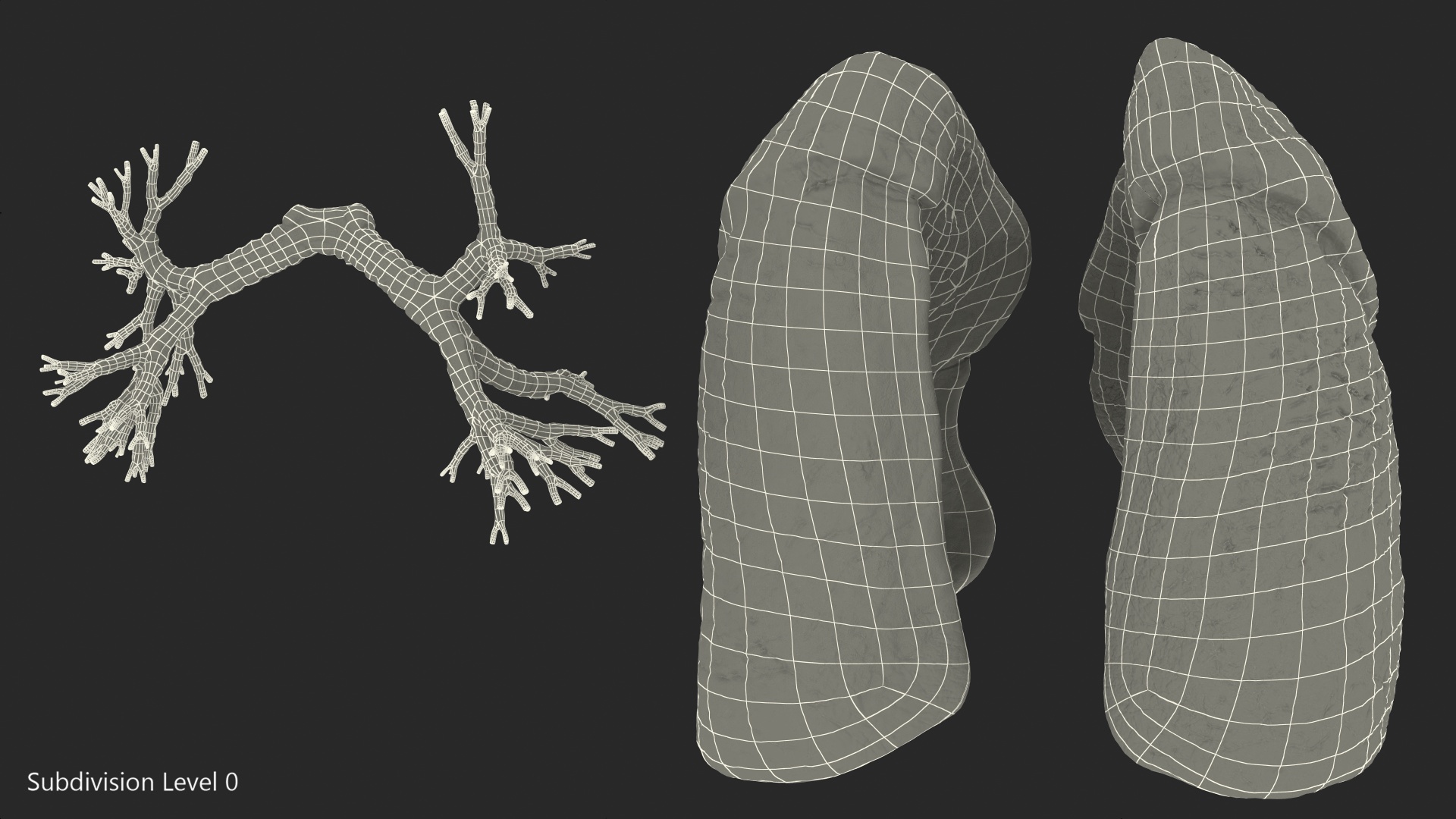 Human Respiratory System 3D model