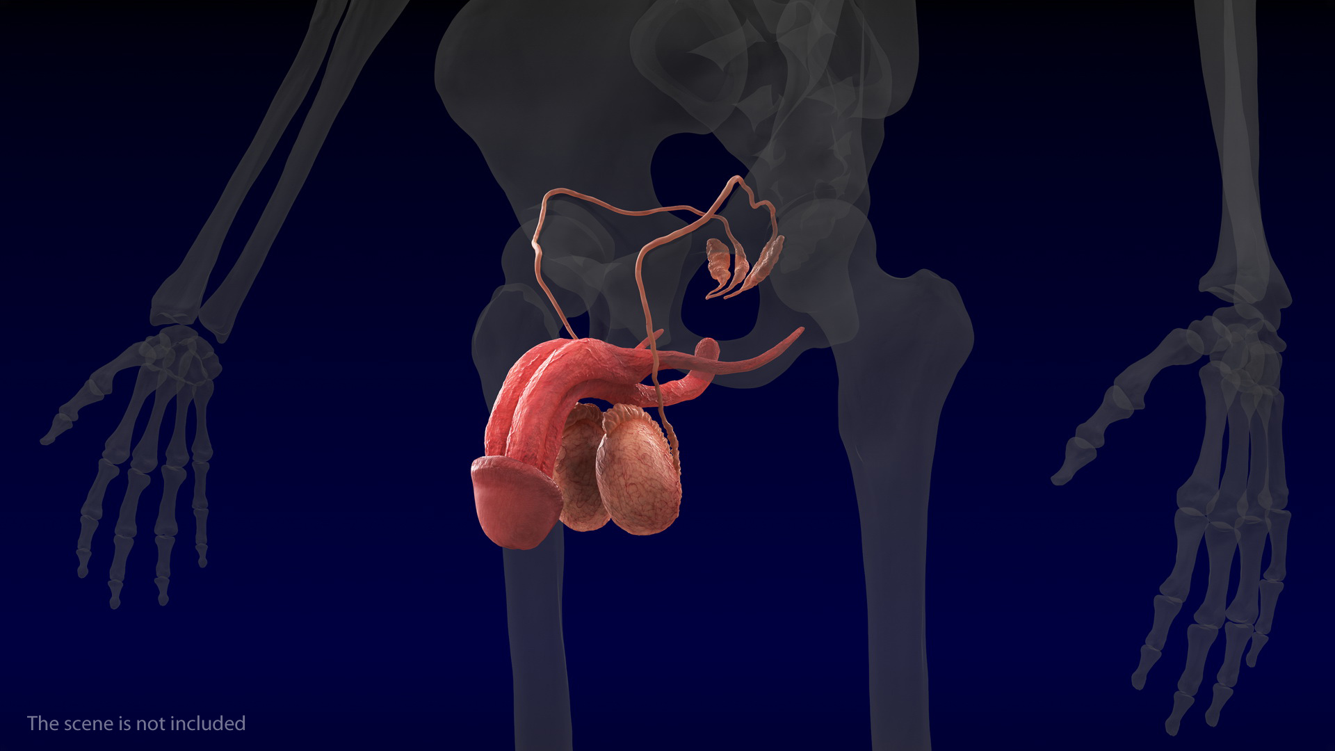 Male Reproductive System 3D model