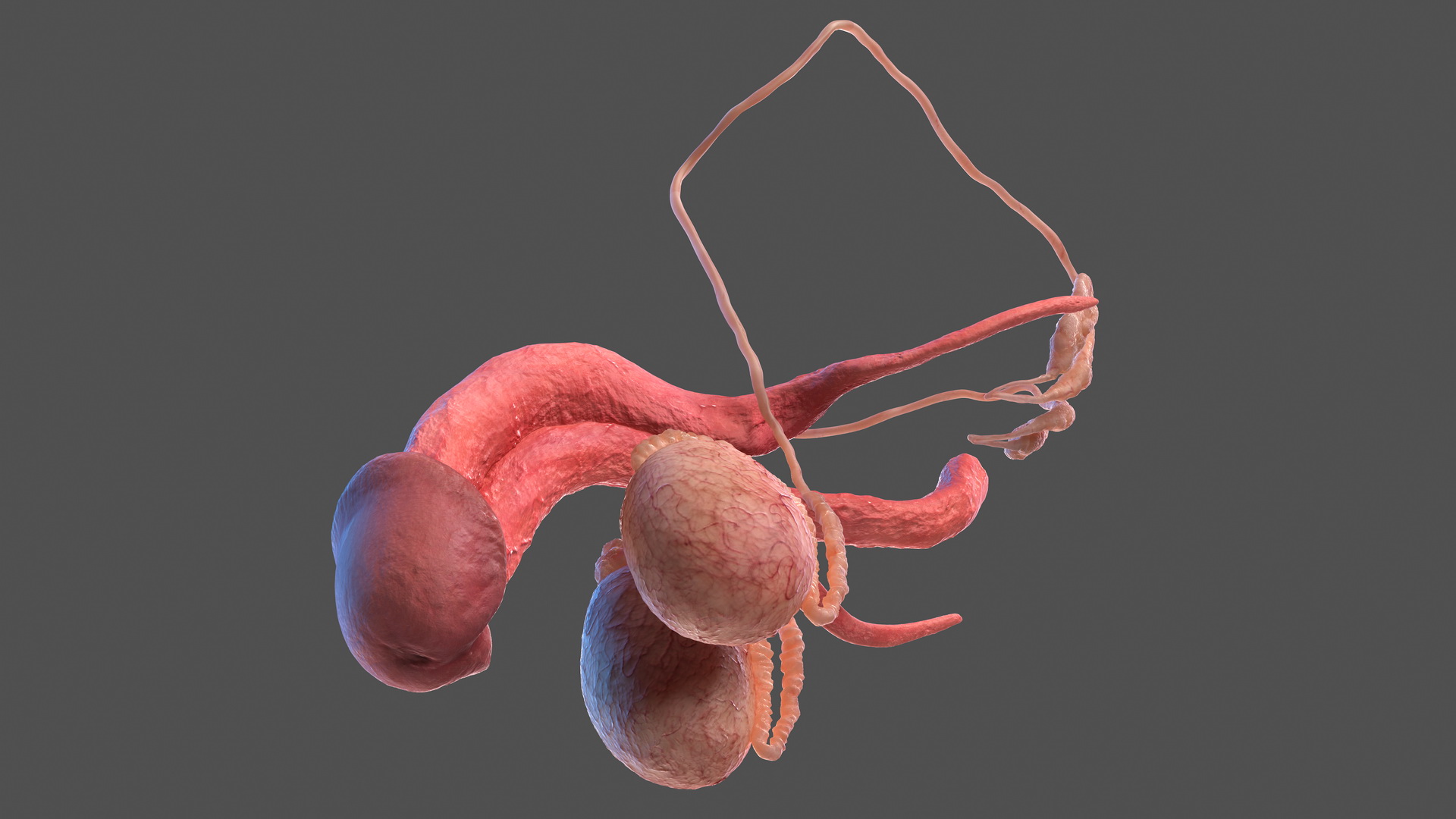 Male Reproductive System 3D model