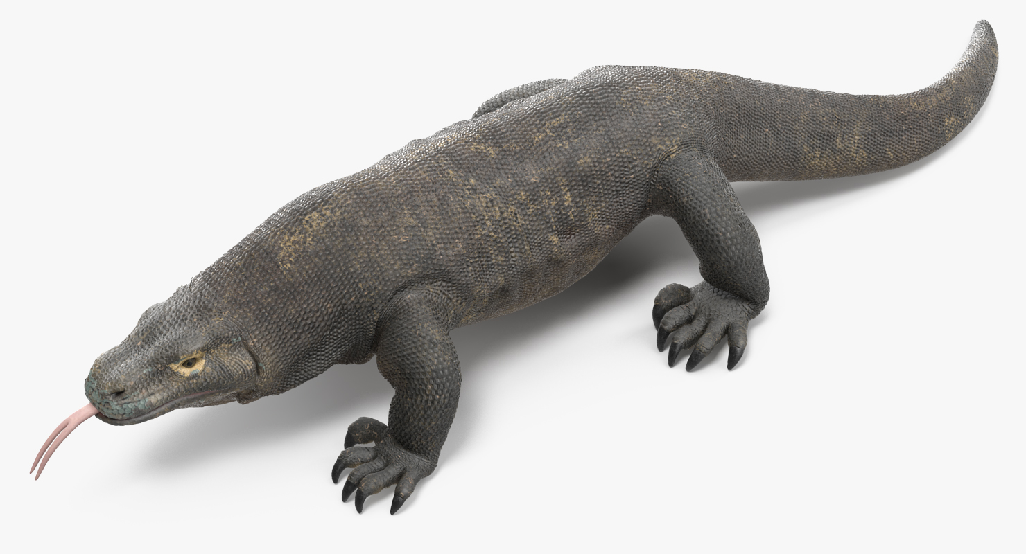 3D Komodo Dragon Walking Pose