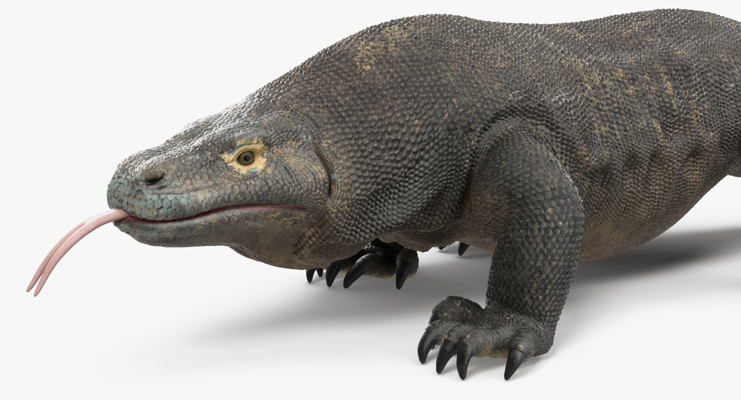 3D Komodo Dragon Walking Pose