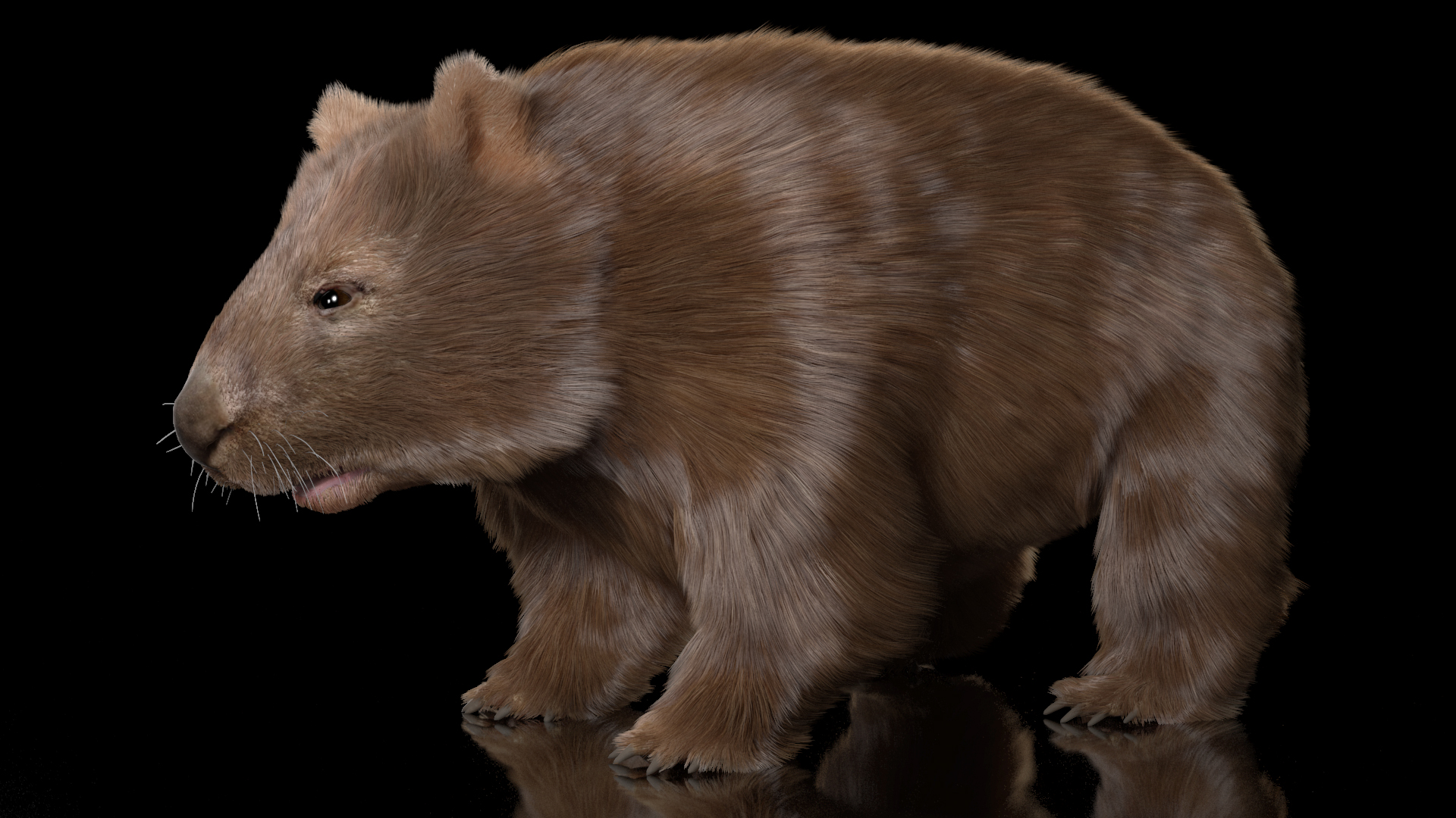 3D Common Wombat Brown Fur model