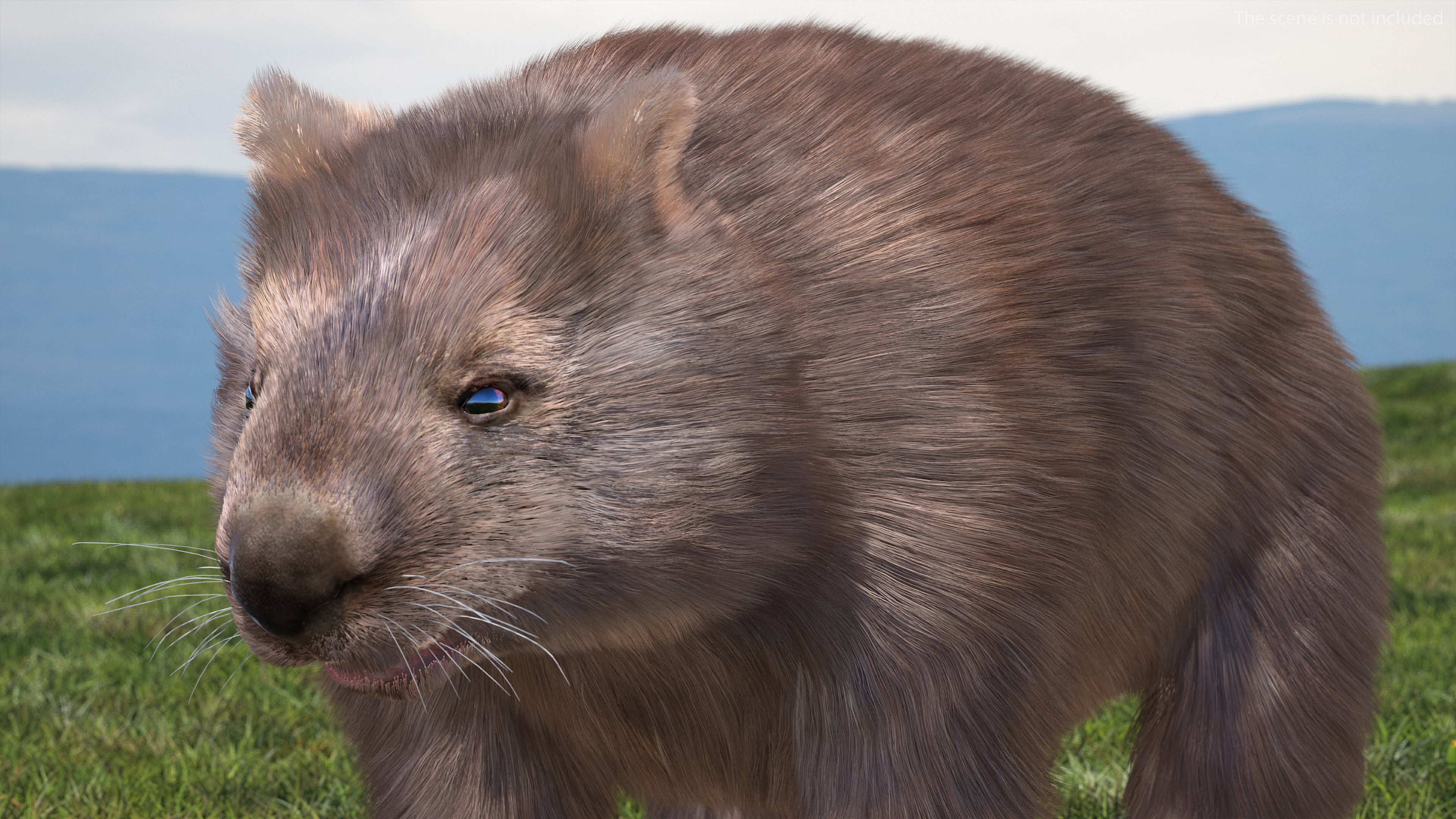 3D Common Wombat Brown Fur model