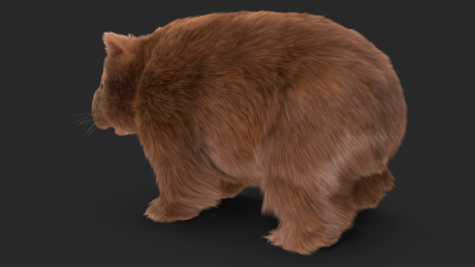 3D Common Wombat Brown Fur model