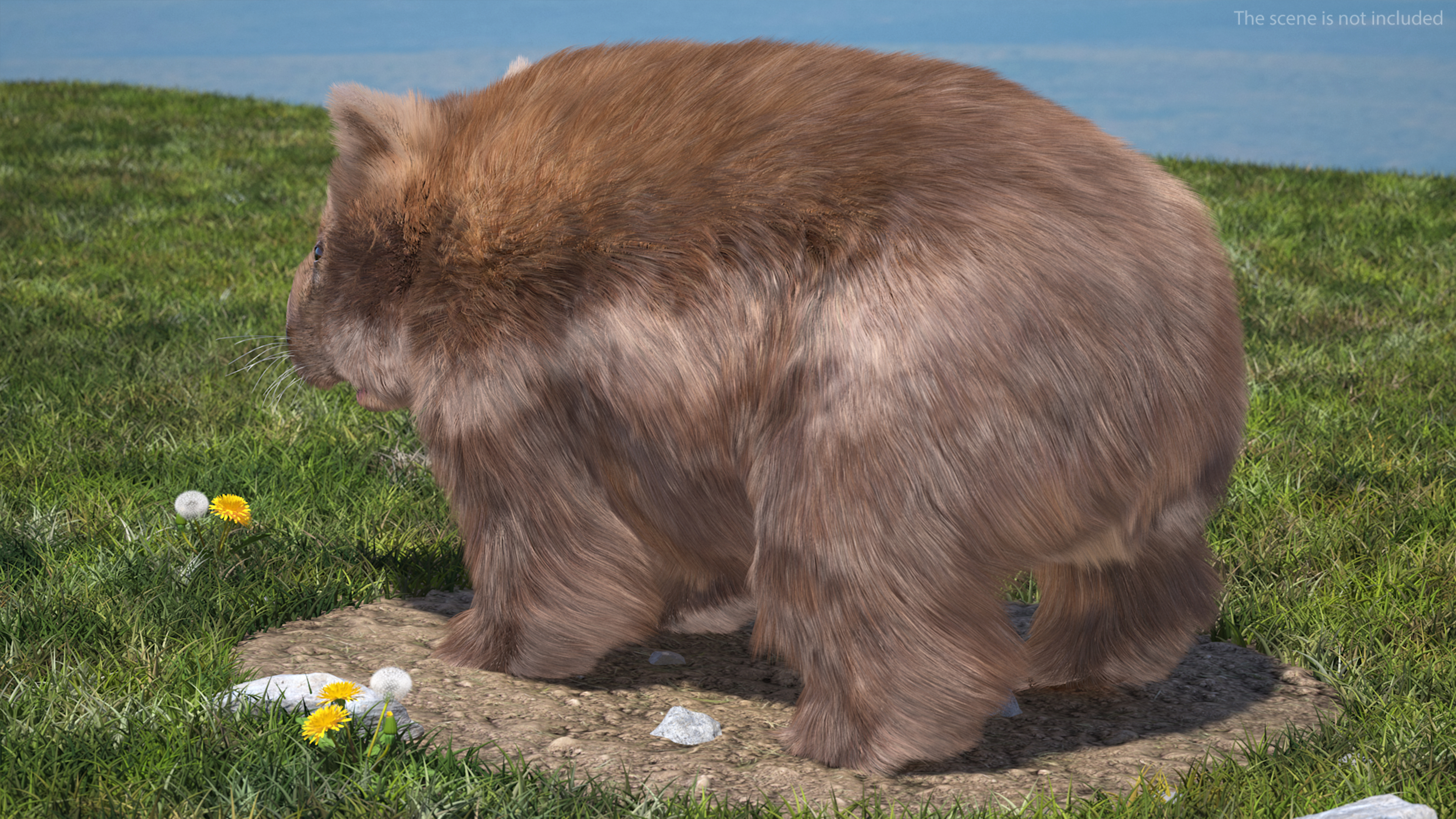 3D Common Wombat Brown Fur model