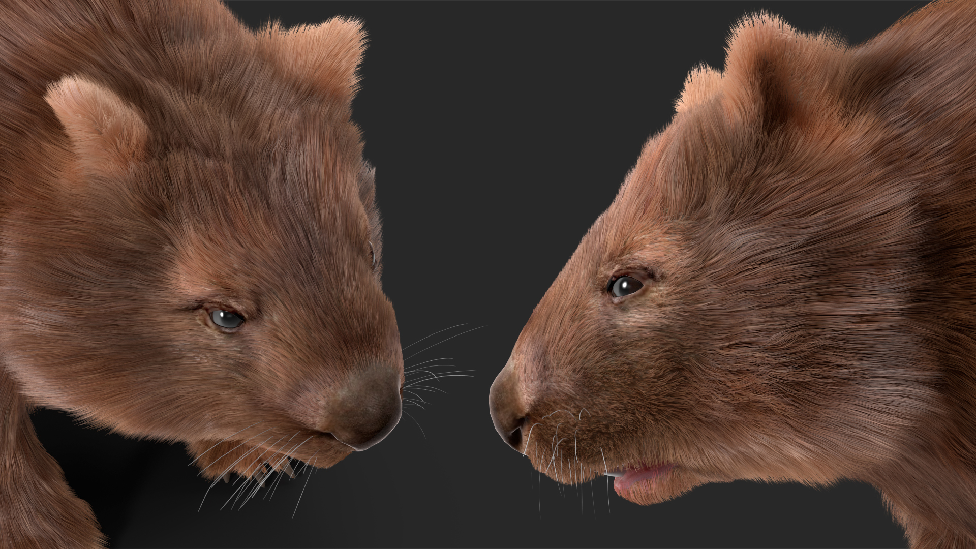 3D Common Wombat Brown Fur model