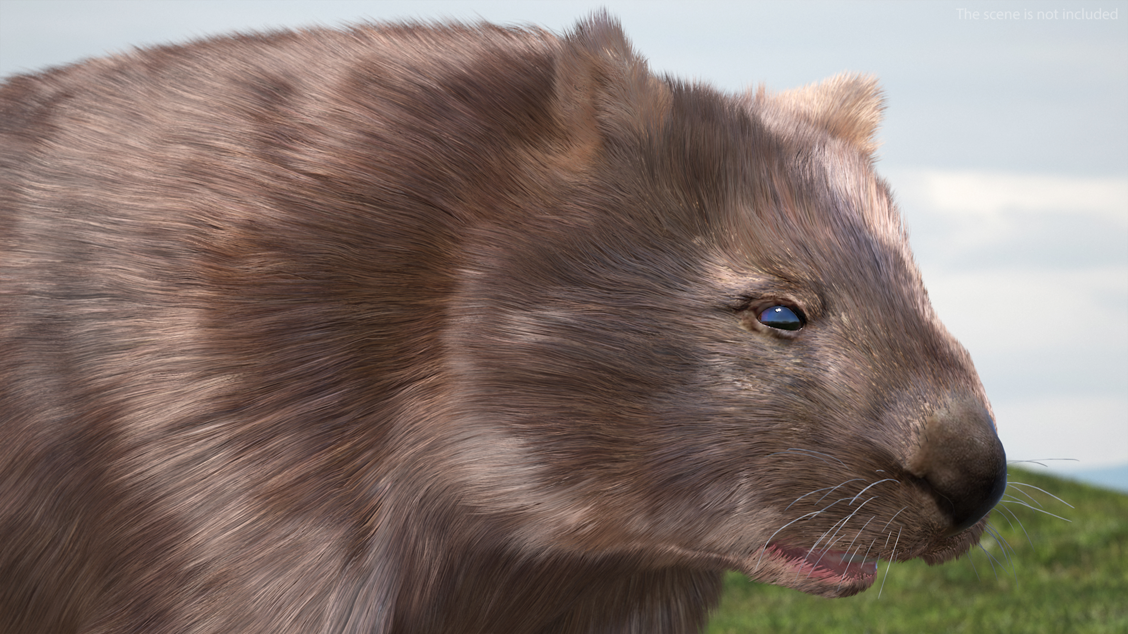 3D Common Wombat Brown Fur model