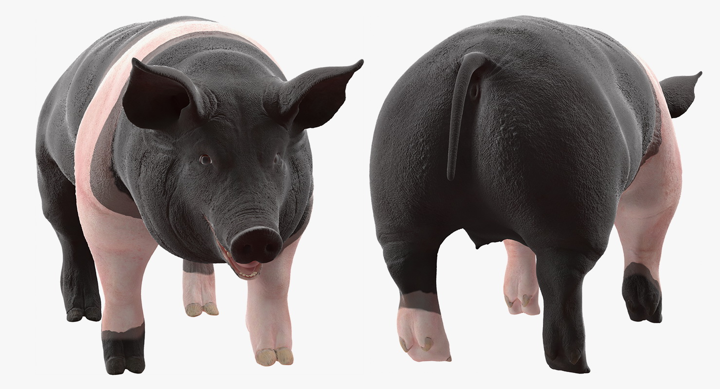 Hampshire Pig Sow 3D