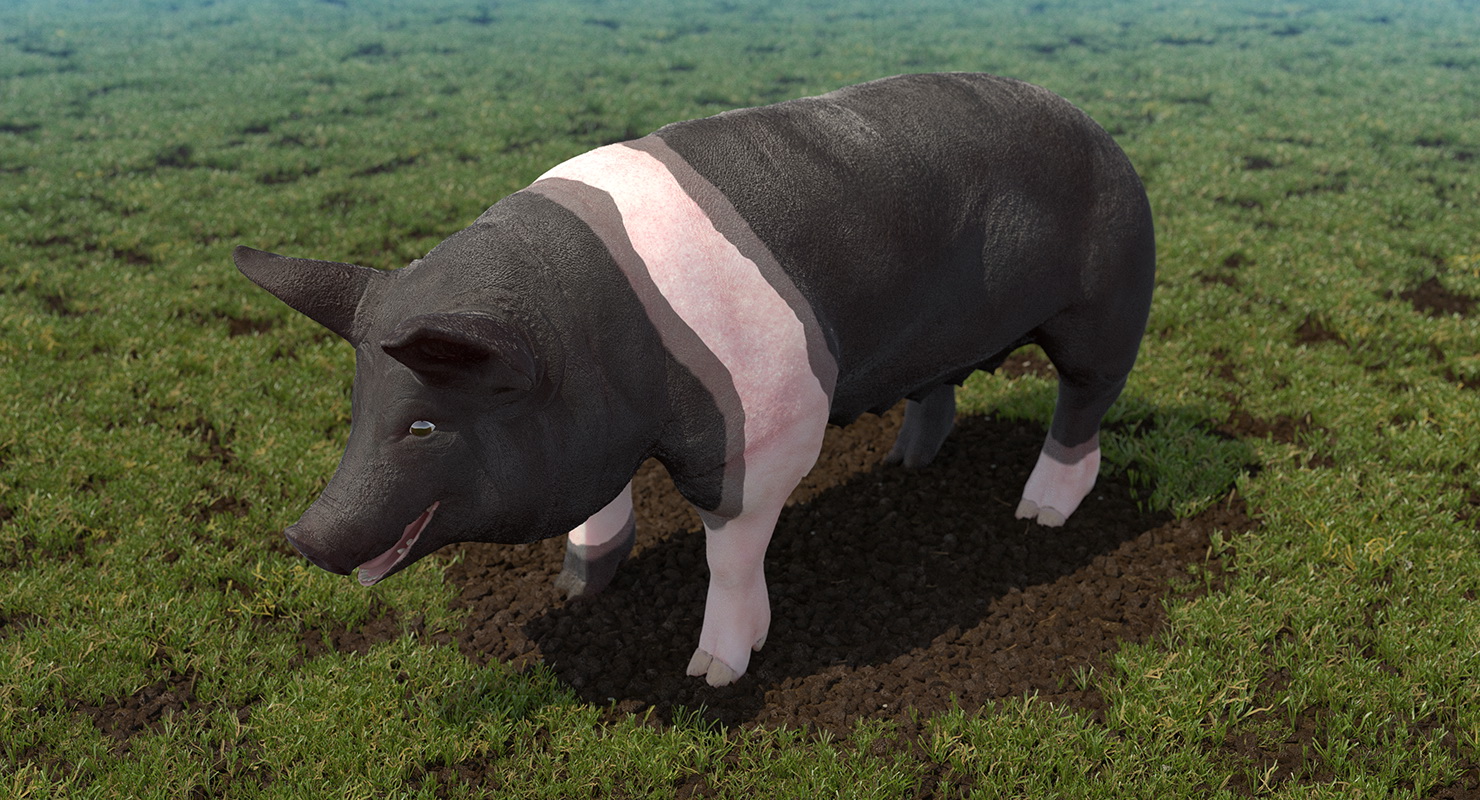 Hampshire Pig Sow 3D