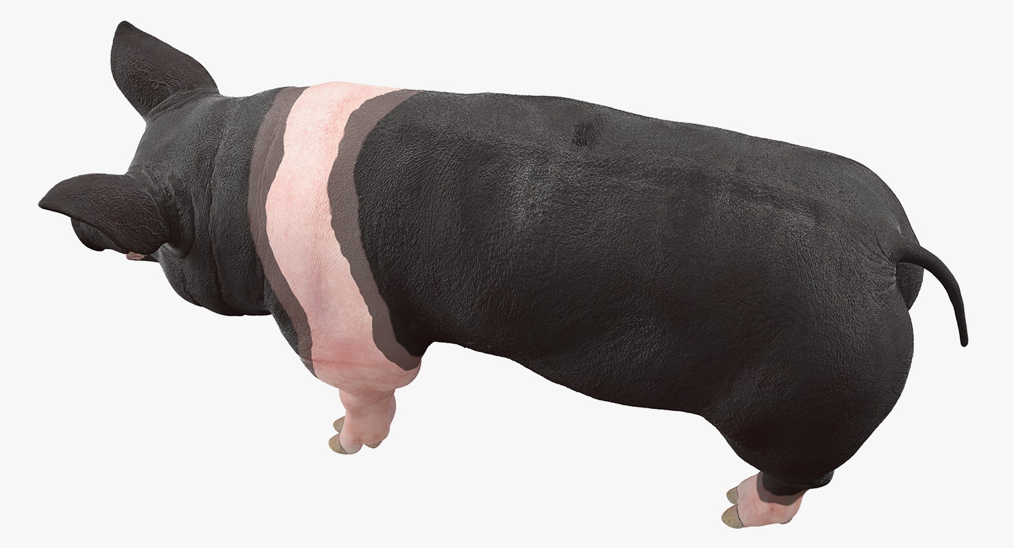 Hampshire Pig Sow 3D