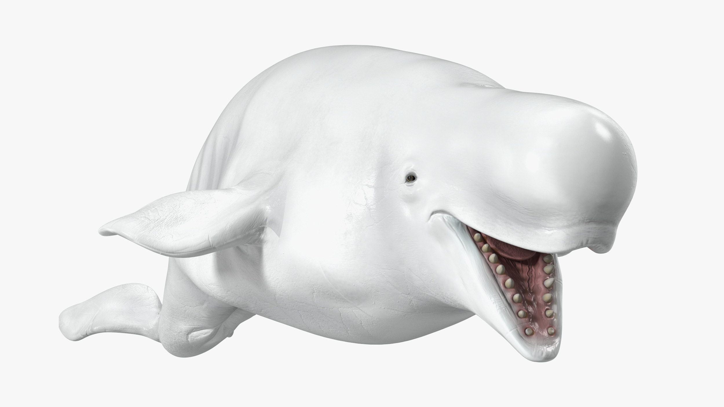 Beluga Whale Adult Rigged for Maya 3D model