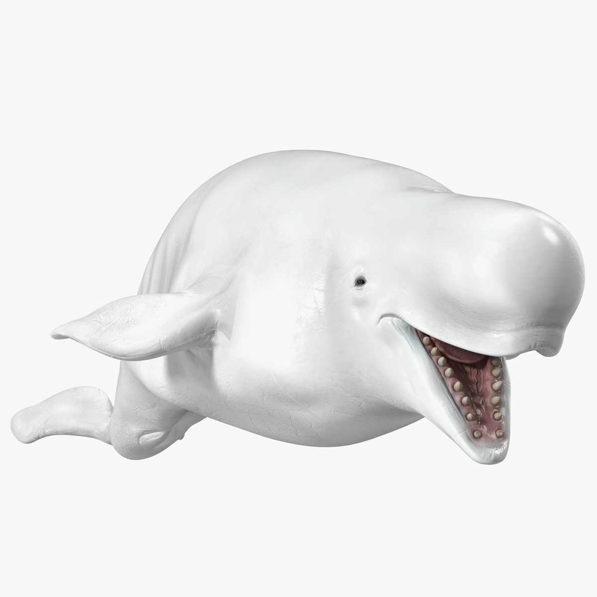 Beluga Whale Adult Rigged for Maya 3D model