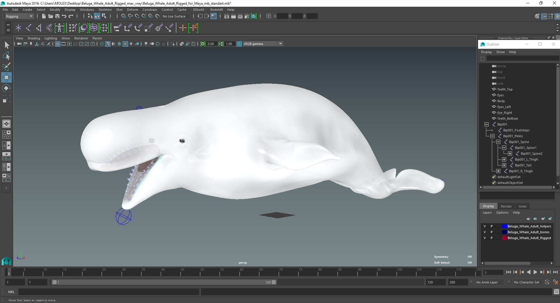 Beluga Whale Adult Rigged for Maya 3D model