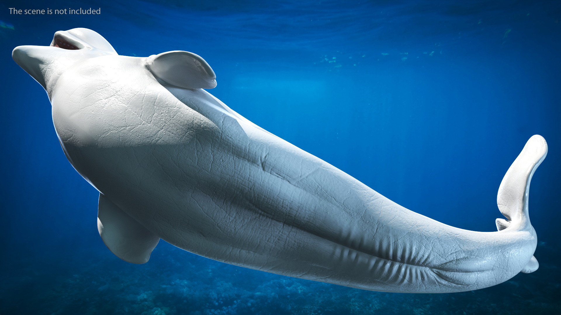 3D Beluga Whale Adult Playful Pose