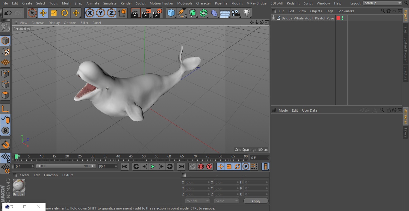 3D Beluga Whale Adult Playful Pose