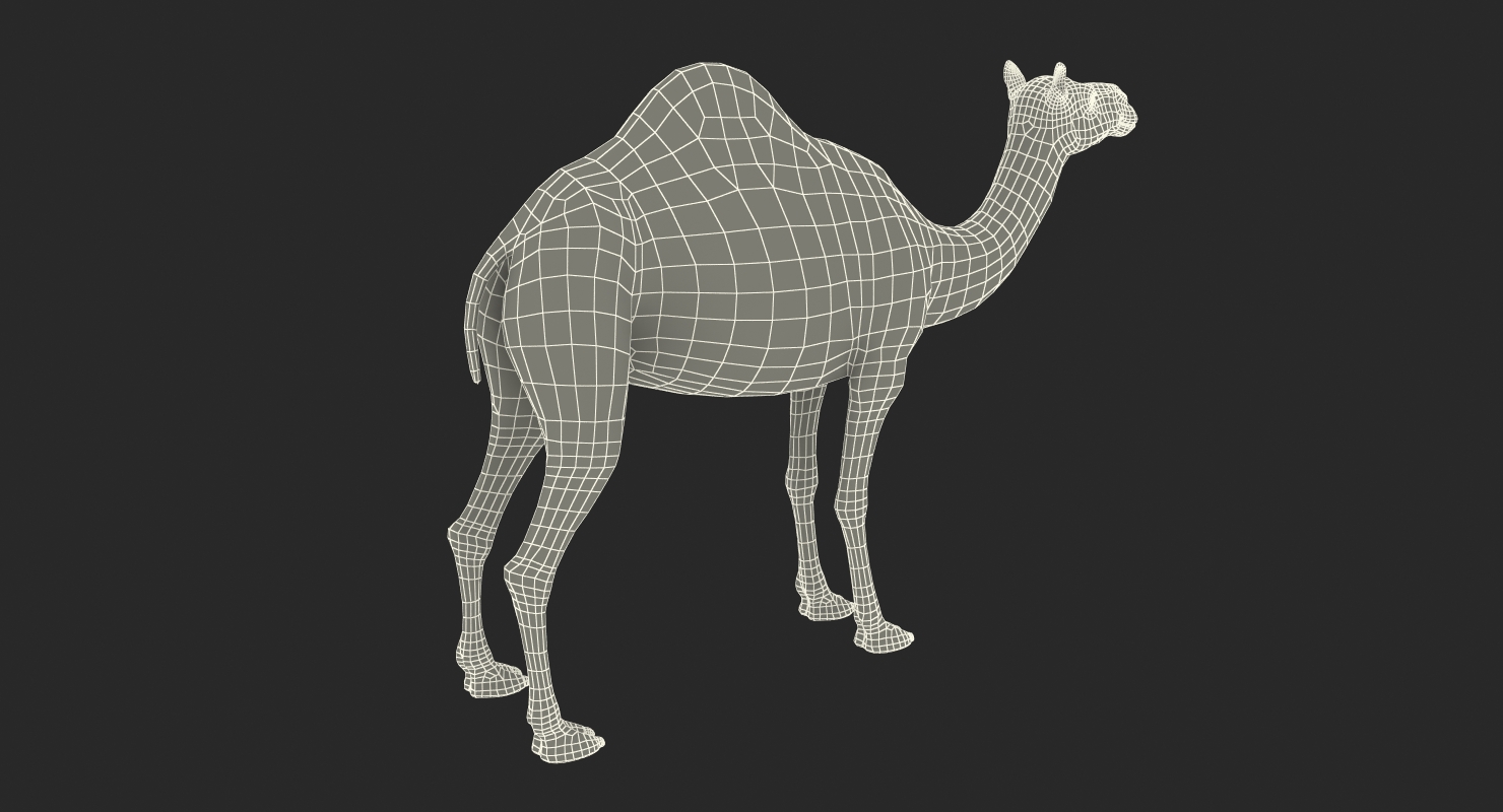 Camel 3D model