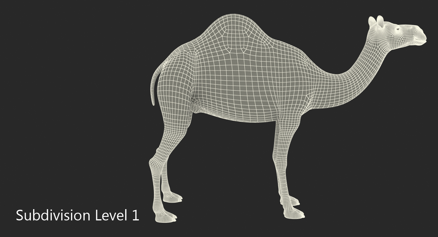 Camel 3D model