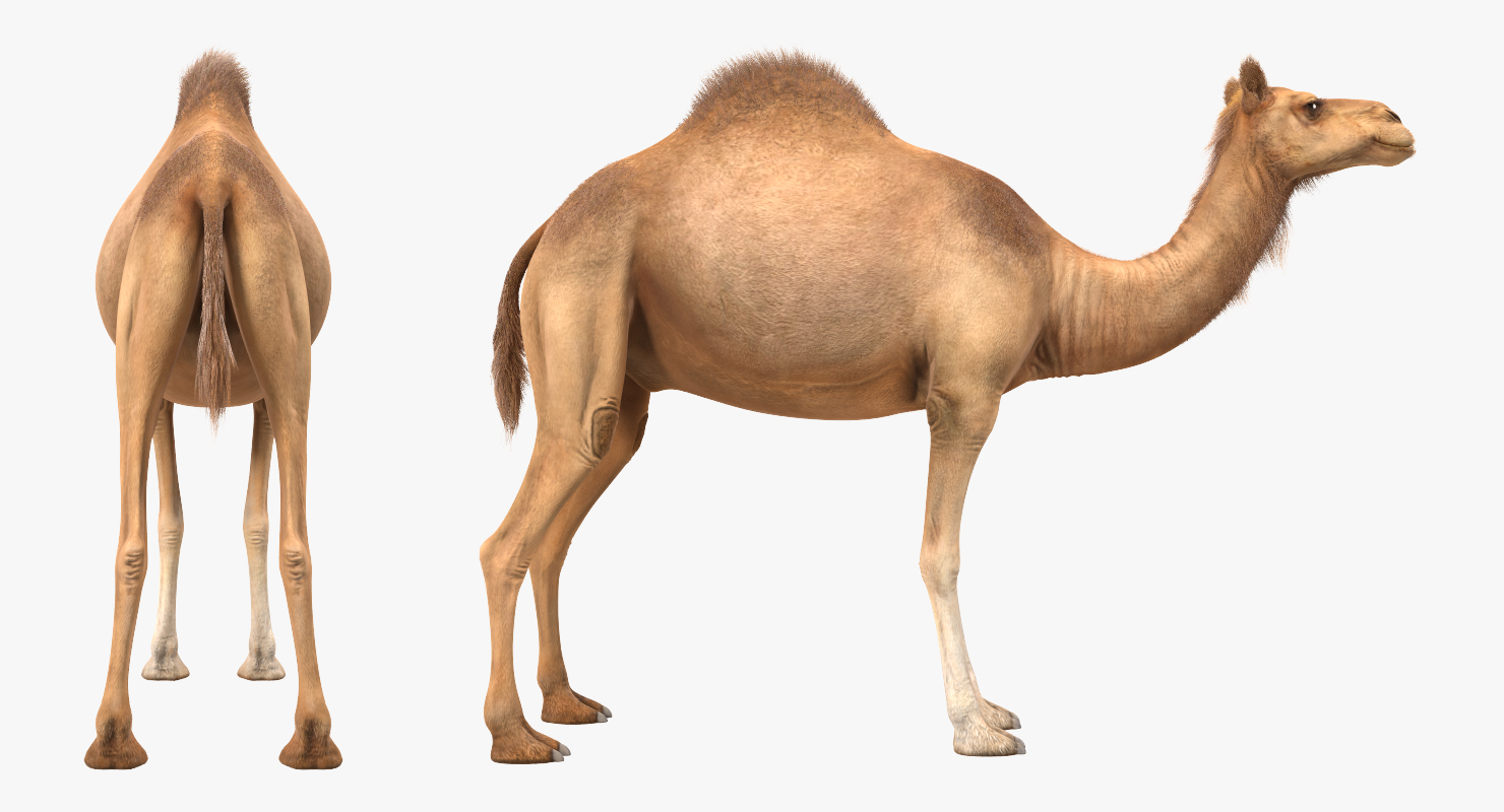 Camel 3D model