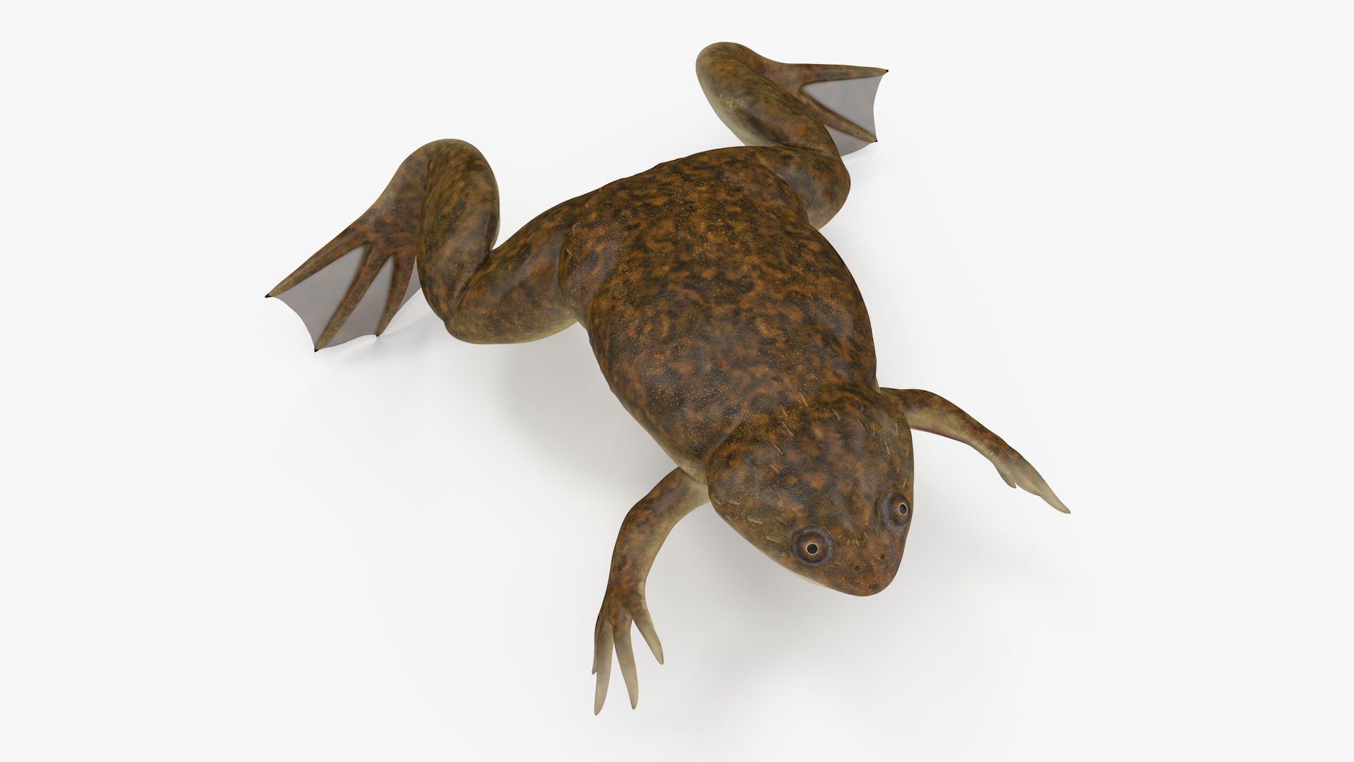 3D African Claw-toe Frog Rigged model