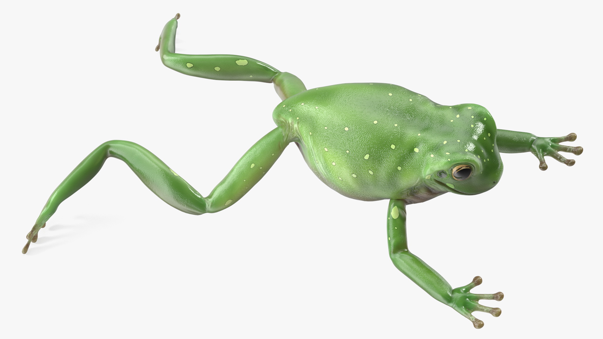 Ranoidea Caerulea Frog 3D