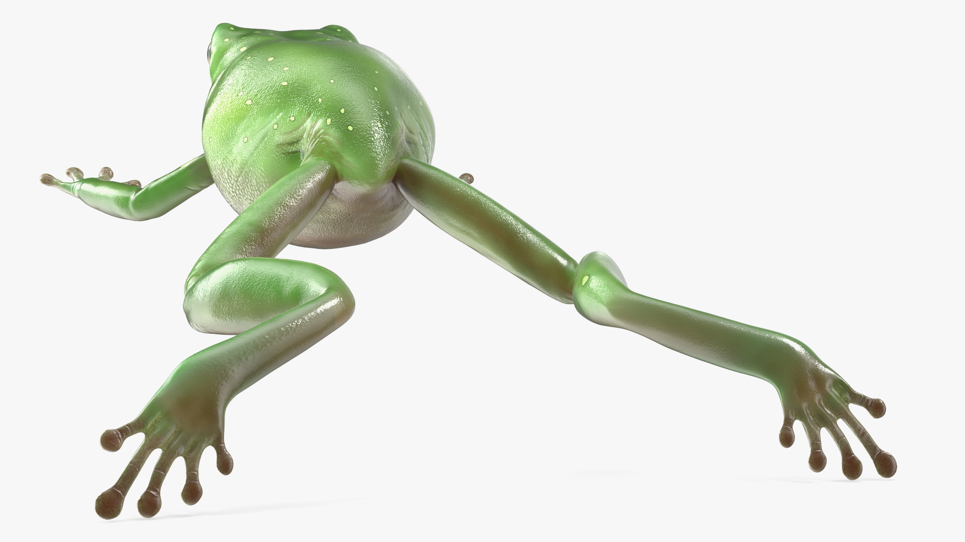 Ranoidea Caerulea Frog 3D