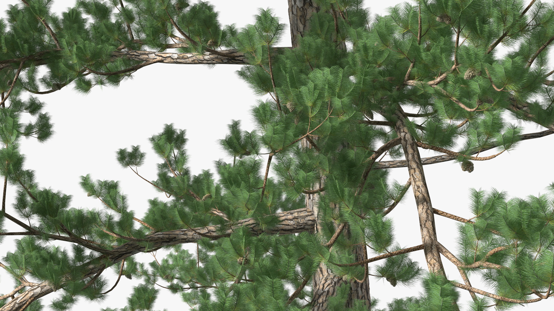 3D Pinus Taeda Tree