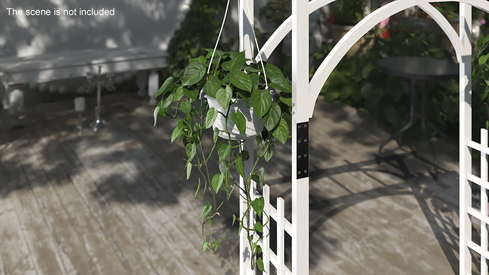 3D model Plant in Hanging Pot