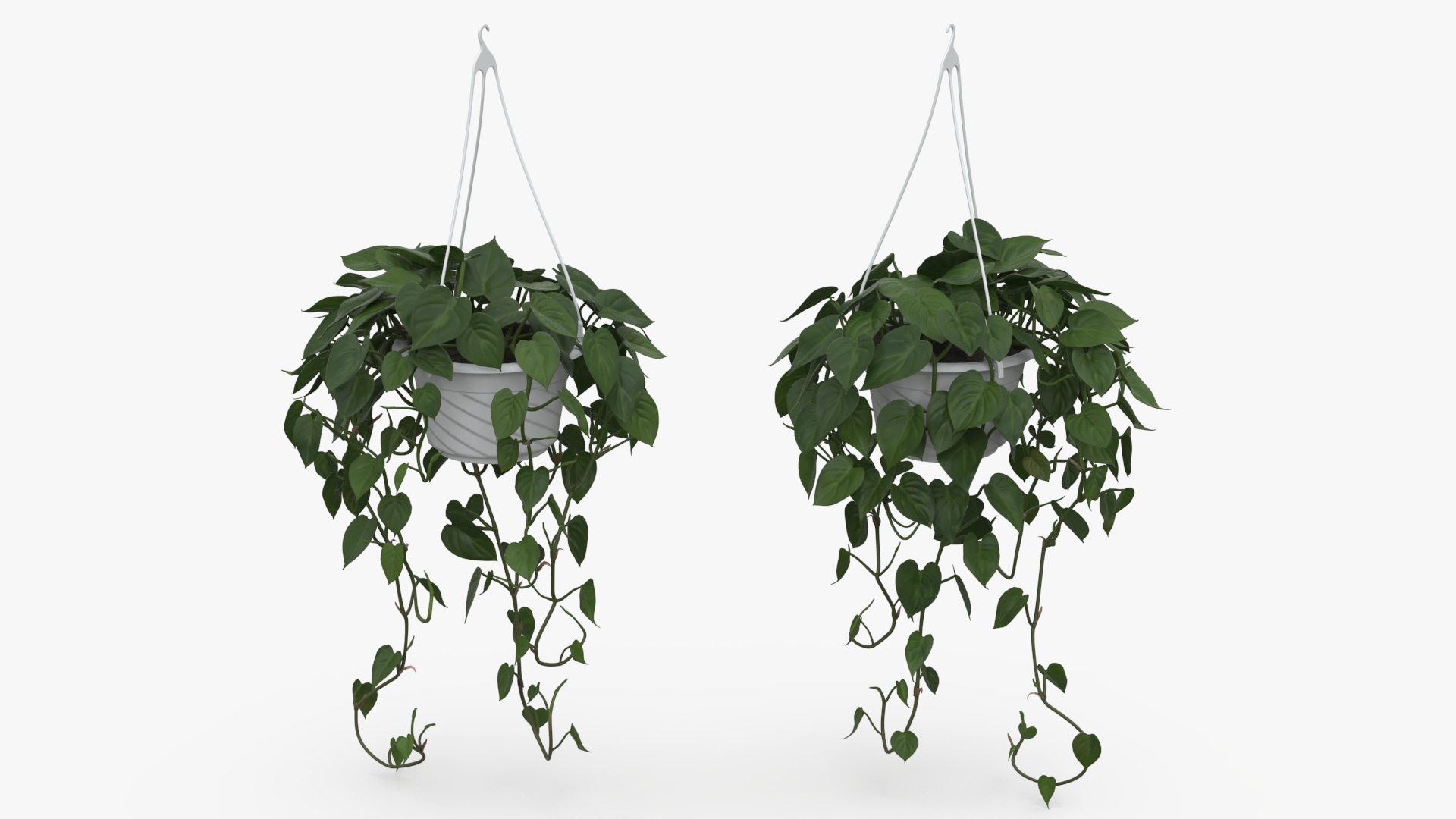 3D model Plant in Hanging Pot