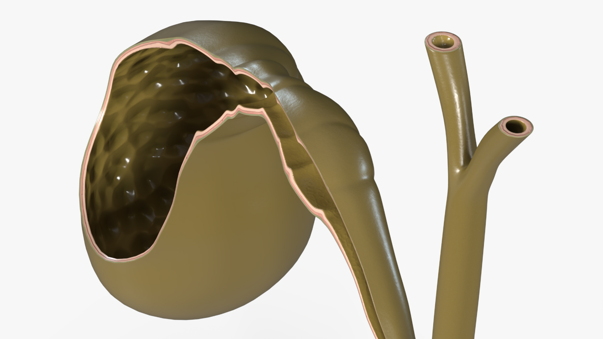 Gall Bladder Cut Plastic 3D model