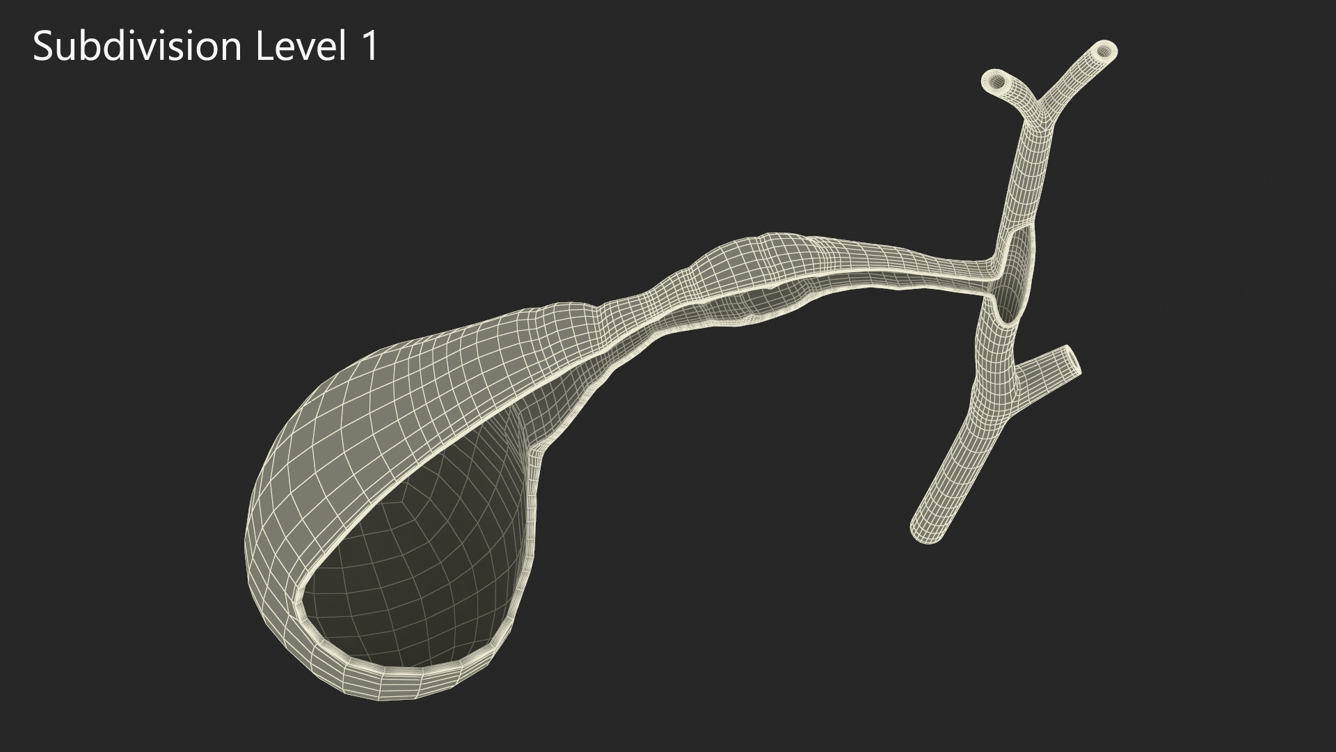 Gall Bladder Cut Plastic 3D model